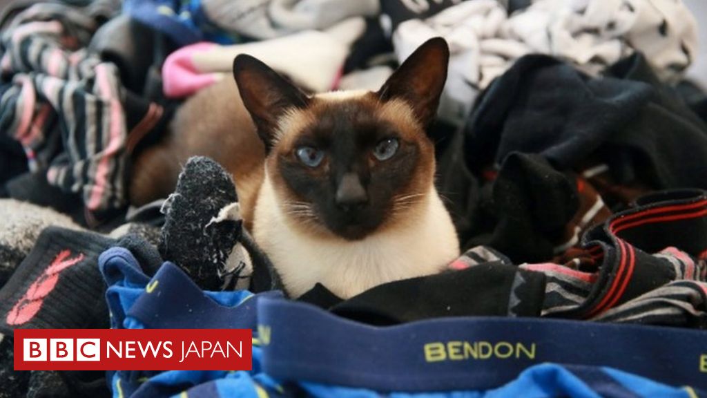 パンツ泥棒は猫だった しかも男性用ばかり cニュース