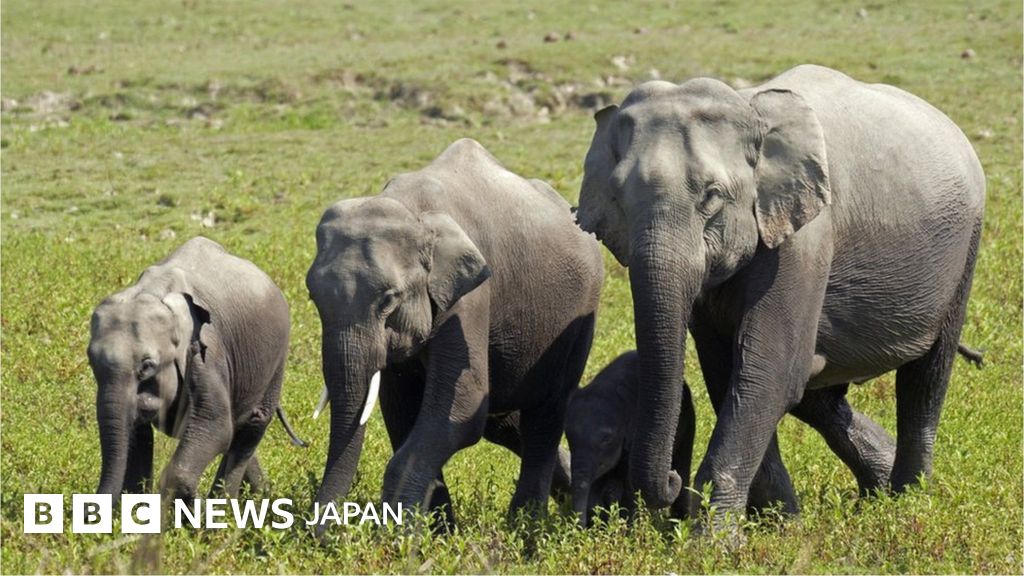 死んでる象 img_b5ec0bf10adebcba69d85934c3