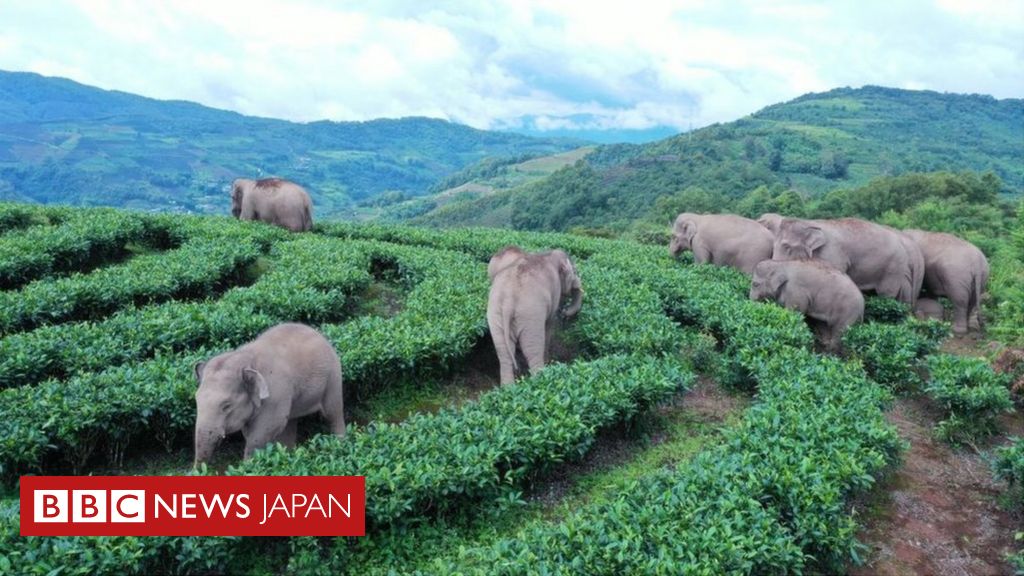 中国のゾウの群れ、生息地近くに戻る 避難者は延べ15万人 - BBCニュース