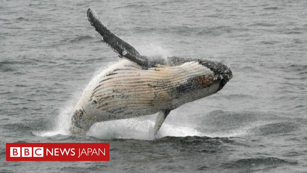 Iwc クジラ保護宣言を採択 商業捕鯨はもはや不要と Bbcニュース