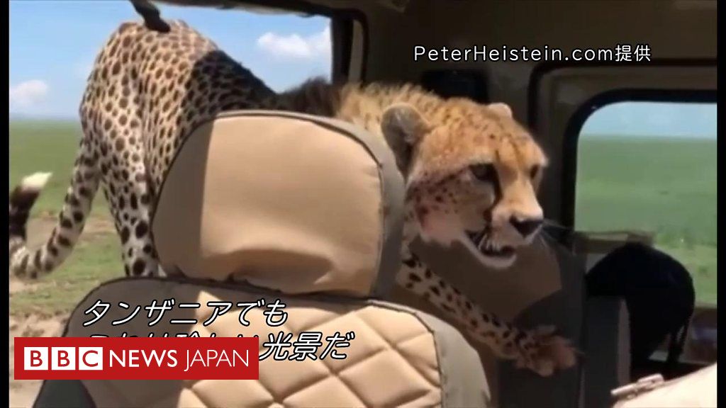 野生チーターが車に入ってきた じっと我慢の末 cニュース