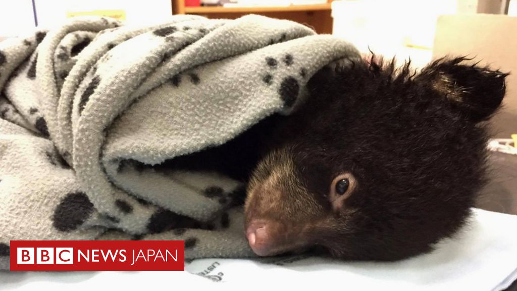 置き去り の小熊 救出 したハイカーに警告 cニュース