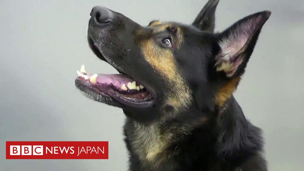 新型ウイルス感染者を特定する検疫探知犬 フィンランドで試験運用 cニュース