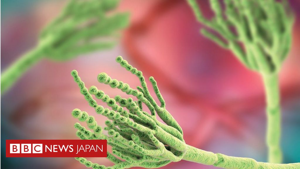 _103381875_fungipenicillium_ka