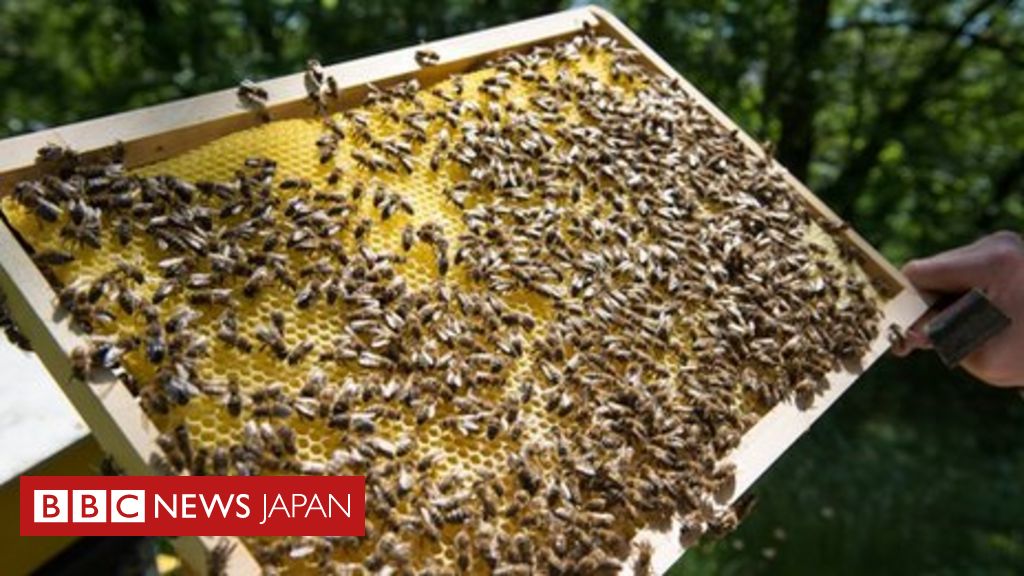 蜂蜜からミツバチ大量死と関連指摘の農薬を検出 Bbcニュース