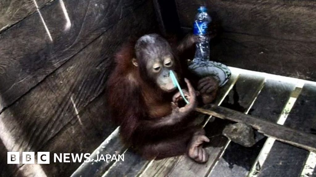 ベビチッチ2体とオランウータンの赤ちゃん2体 ベビチッチ2体とオランウータンの赤ちゃん2体 ベビチッチ2体と
