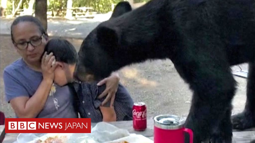 Unexpected Bear Encounter: Munching on Tacos at a Picnic in Mexico