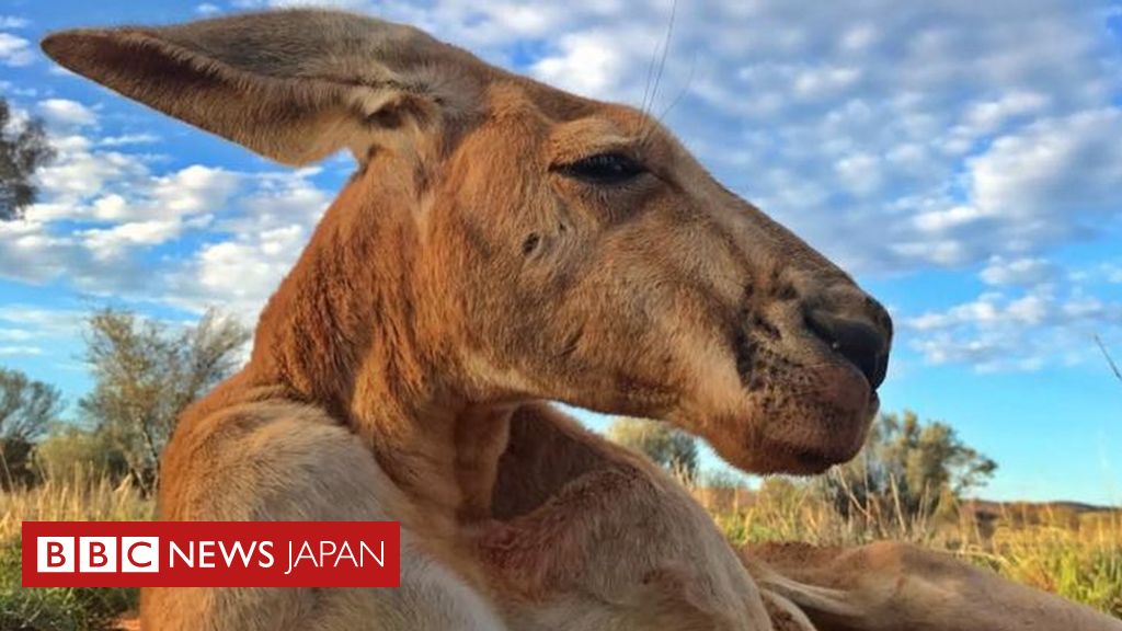 豪の巨大カンガルー ロジャー 12歳で死ぬ 筋肉質の体で有名に Bbcニュース