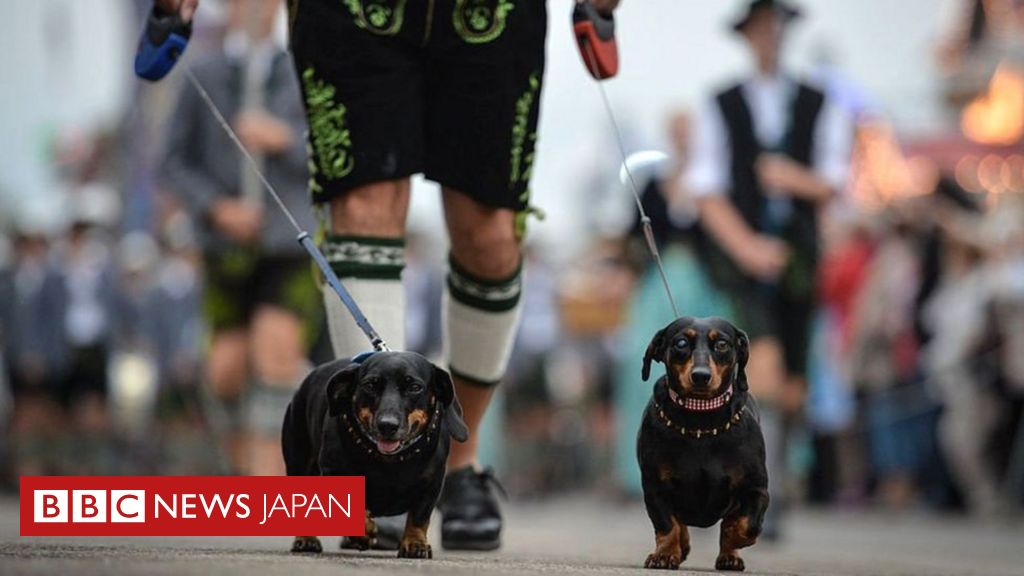 ダックスフント、ドイツで「繁殖禁止」とイギリスで報道 独当局は否定 - BBCニュース