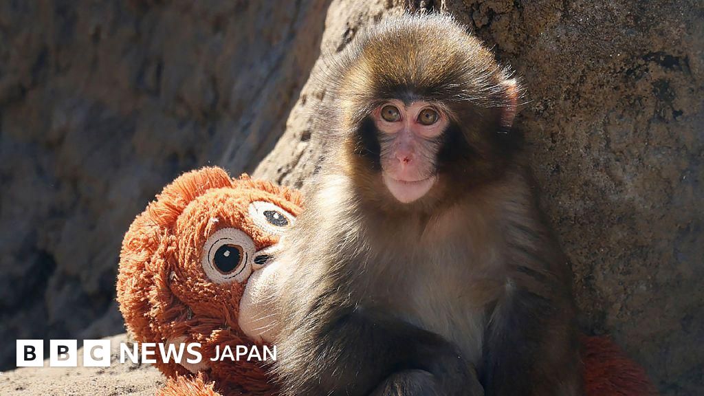 BBCニュース  -  ニホンザル「パンチ」のサル山に侵入、アメリカ国籍の男性2人を逮捕