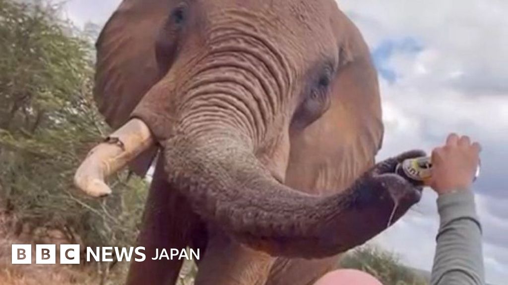 ゾウの鼻にビールを……観光客の行動に批判殺到　ケニア