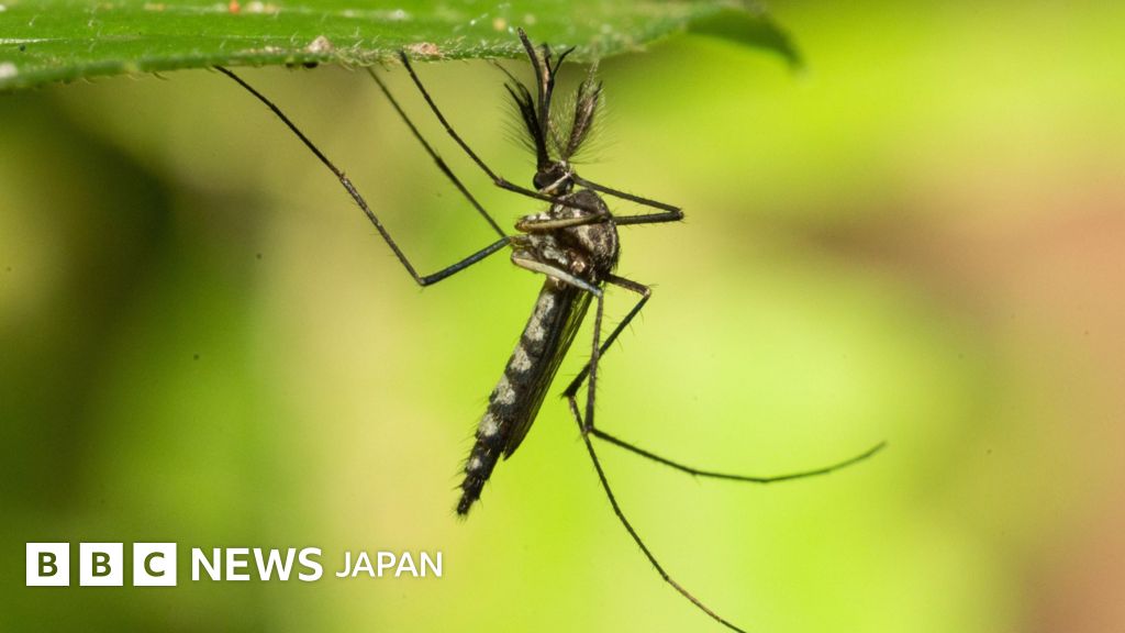 BBC.comのニュース記事「アイスランドで初めて蚊を確認、5月には過去最高気温を更新」の画像