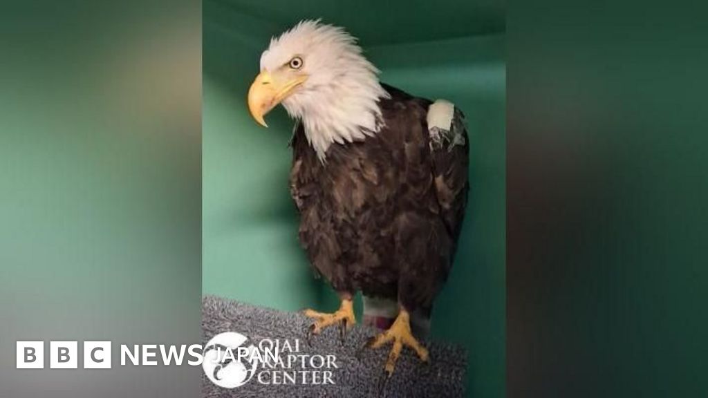 純銀メダル　アメリカ　ハクトウワシ 米カリフォルニアの有名なハクトウワシ「ジャッキー」が死亡 - BBCニュース