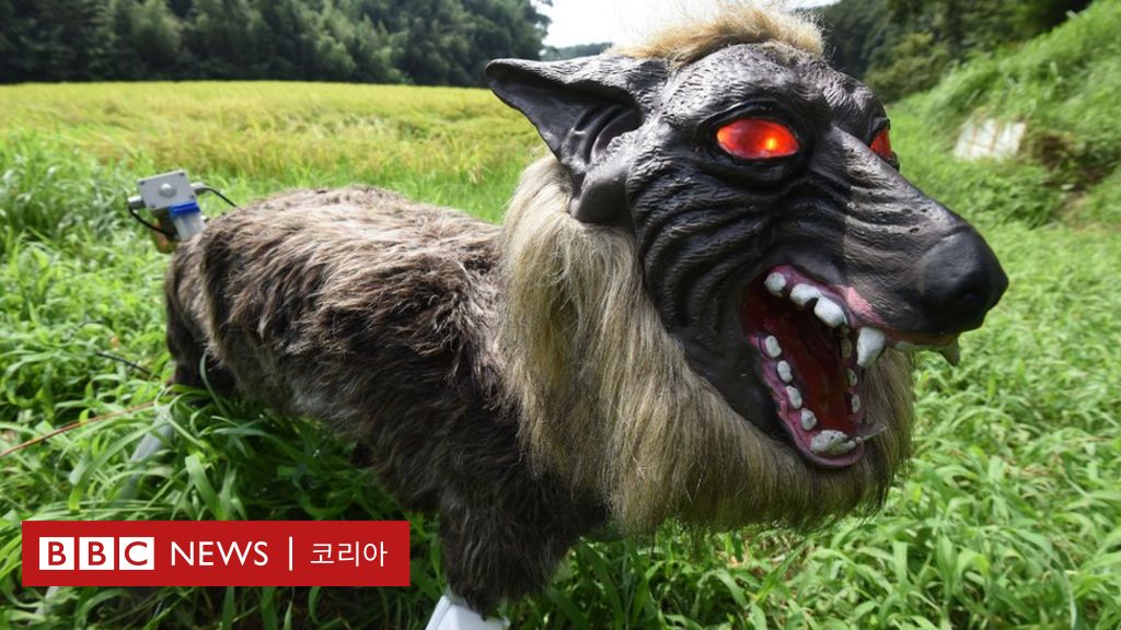 빨간 눈의 '슈퍼 괴물 늑대'...일본 농가를 지킬 수 있을까? - Bbc News 코리아