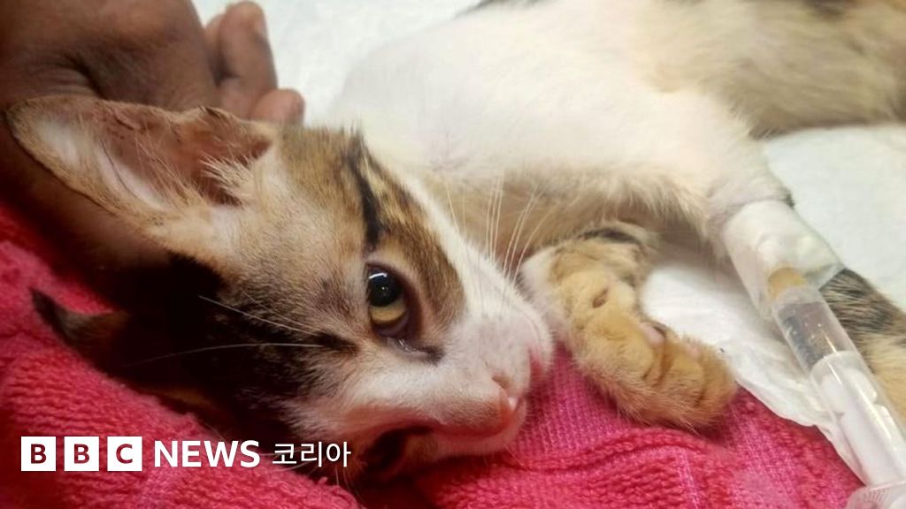 정맥 주사관을 꽂은 채 누워 있는 새끼 고양이