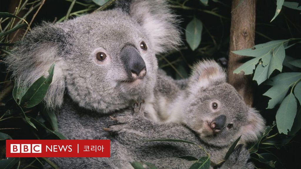 야생동물: 호주, 코알라 멸종위기종으로 지정 - Bbc News 코리아