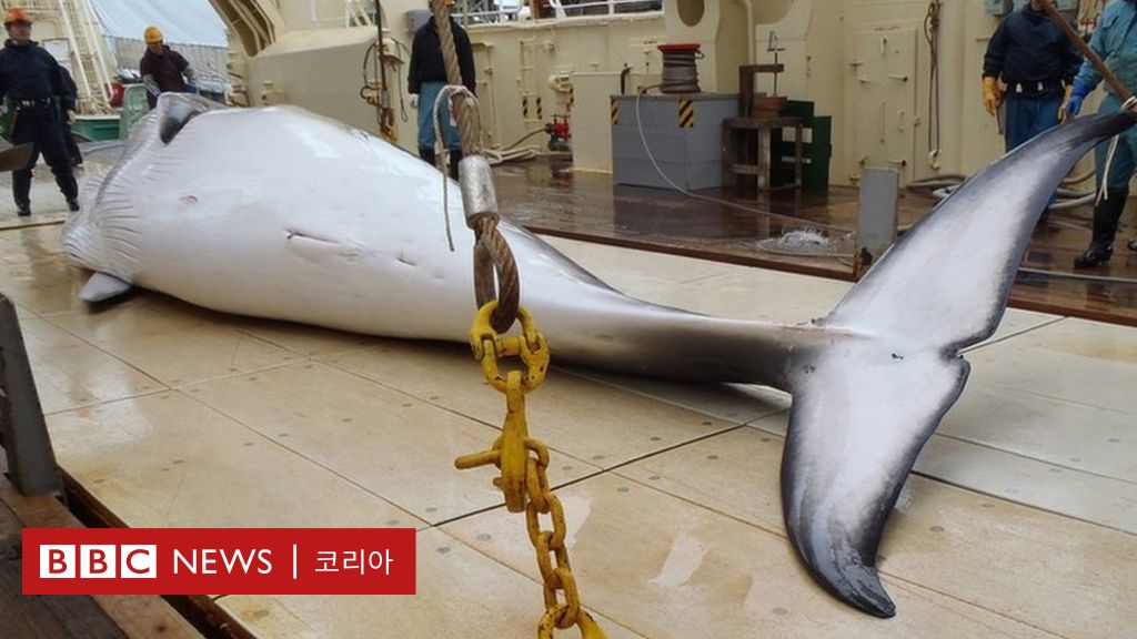 捕鯨：日本が31年ぶりに「商業」捕鯨を再開