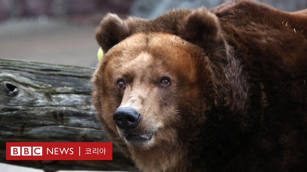 회색곰 먹는 사람