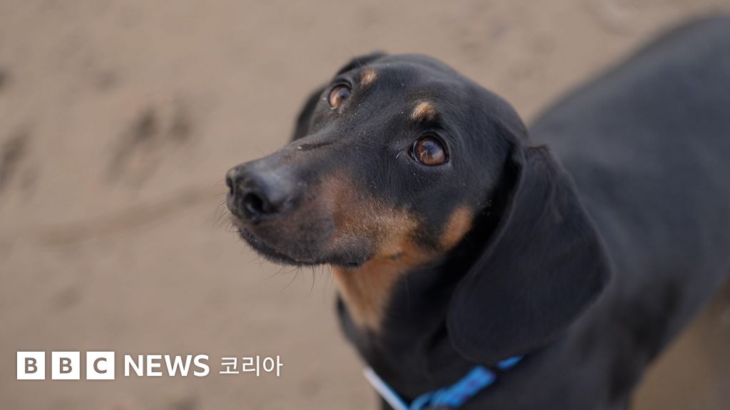 개는 언제부터 인간의 친구였을까?...'개 턱뼈'로 밝혀진 새로운 관계