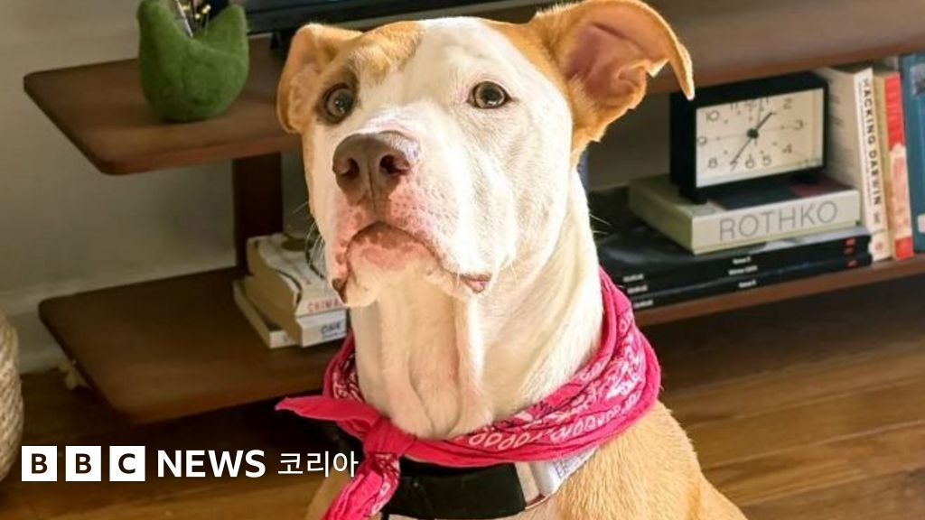 목에 빨간 스카프를 두른 개