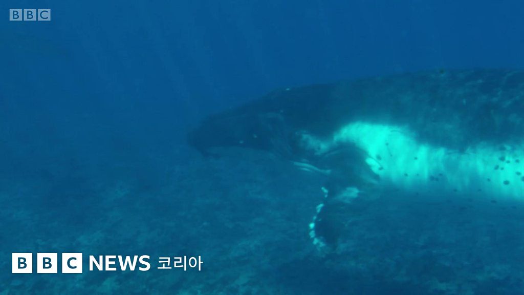 혹등고래: 매년 노래를 바꾸는 혹등고래 - BBC News 코리아