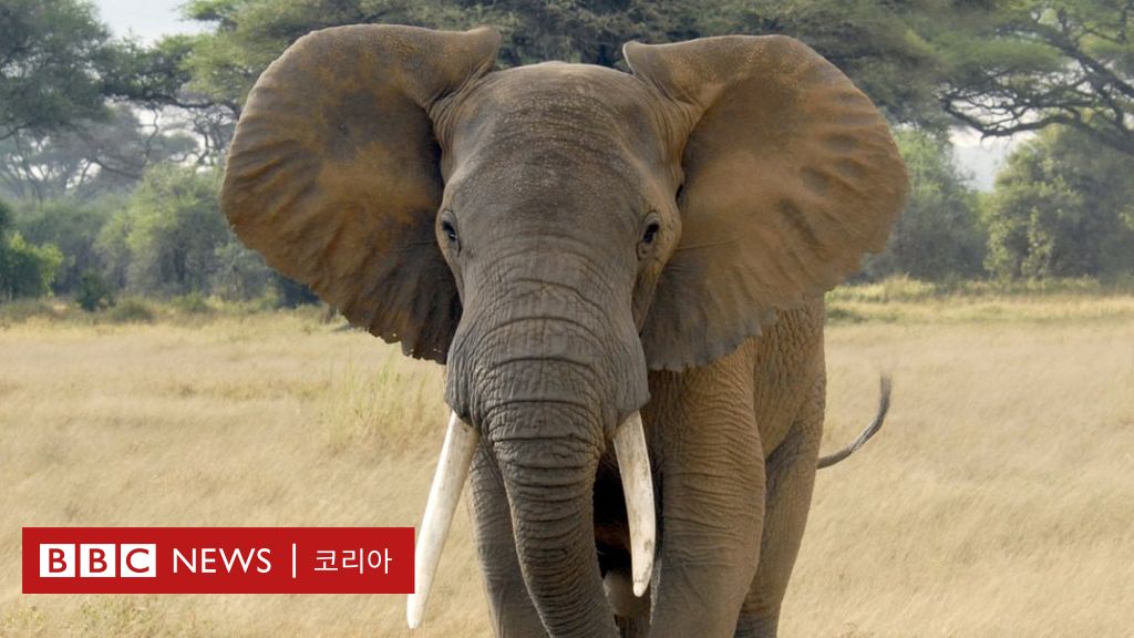 보츠와나에서 코끼리 수백 마리 집단 폐사… 원인 불분명 Bbc News 코리아