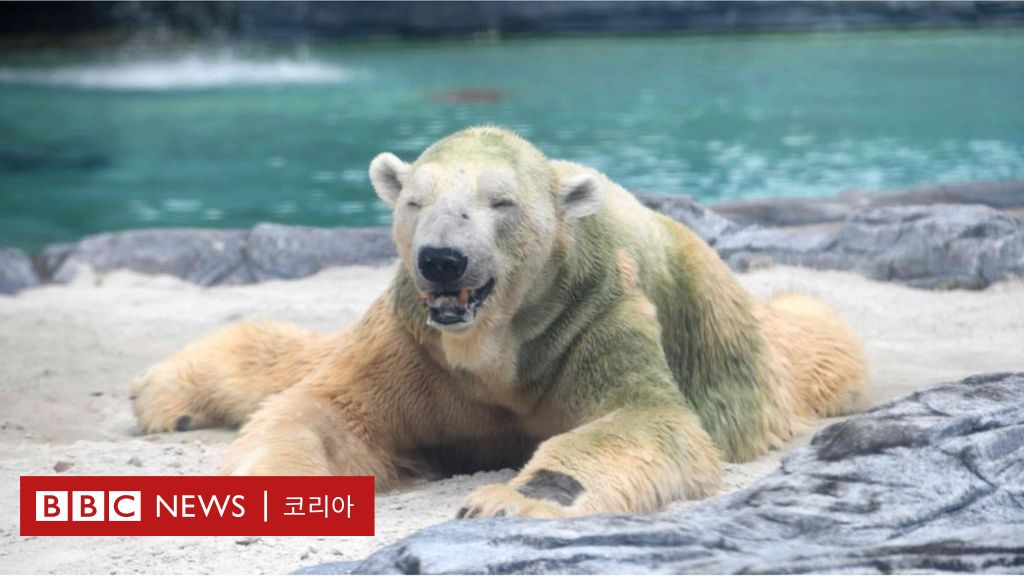 세계 유일, 열대에서 태어난 북극곰이 죽다 - Bbc News 코리아