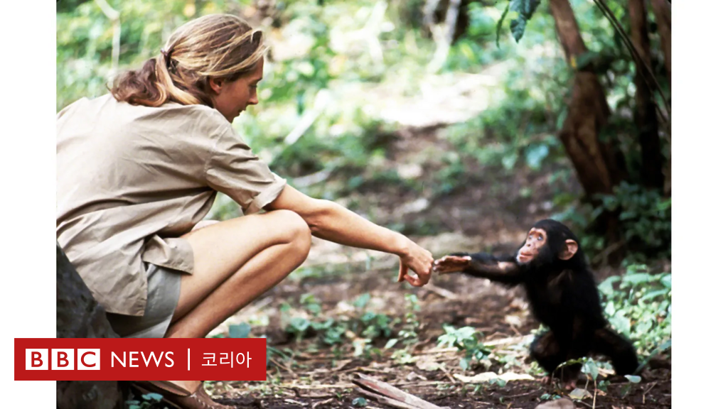 Jane Goodall: Una imagen que muestra la relación entre humanos y ...