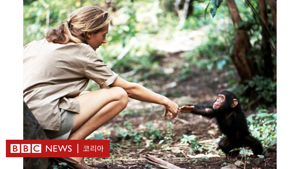 제인 구달: 인간과 침팬지의 유대감을 보여주는 사진 한 장 - BBC News 코리아