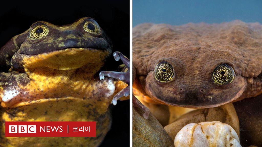 멸종 위기에 처한 개구리