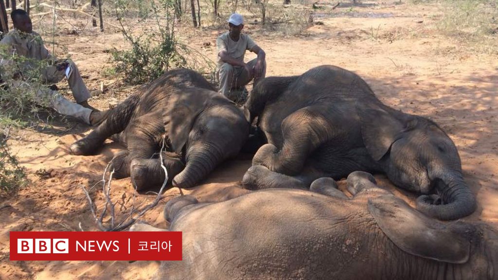 코끼리 밀렵 보츠와나에서 90여마리의 코끼리가 살해됐다 Bbc News 코리아