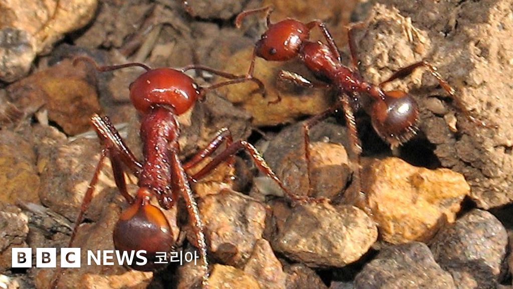 개미 한 마리에 33만원…급증하는 개미 밀거래