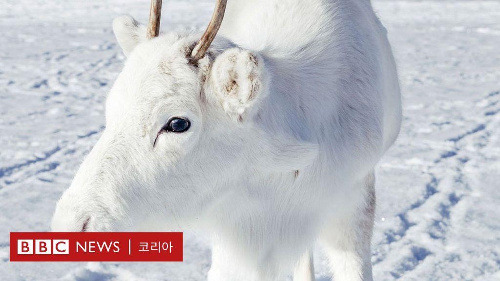 이색 동물: 행운의 상징 하얀 순록이 나타났다 - BBC News 코리아