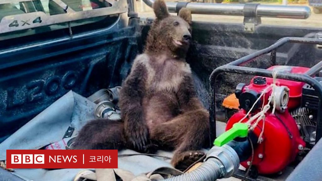 꿀 너무 많이 먹어 취한 새끼 곰… 알고보니 마약 꿀 - BBC News 코리아