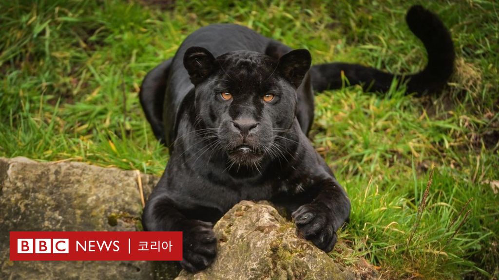 바이오뱅크: 과학자들이 멸종위기 종을 냉동시키는 이유 - Bbc News 코리아