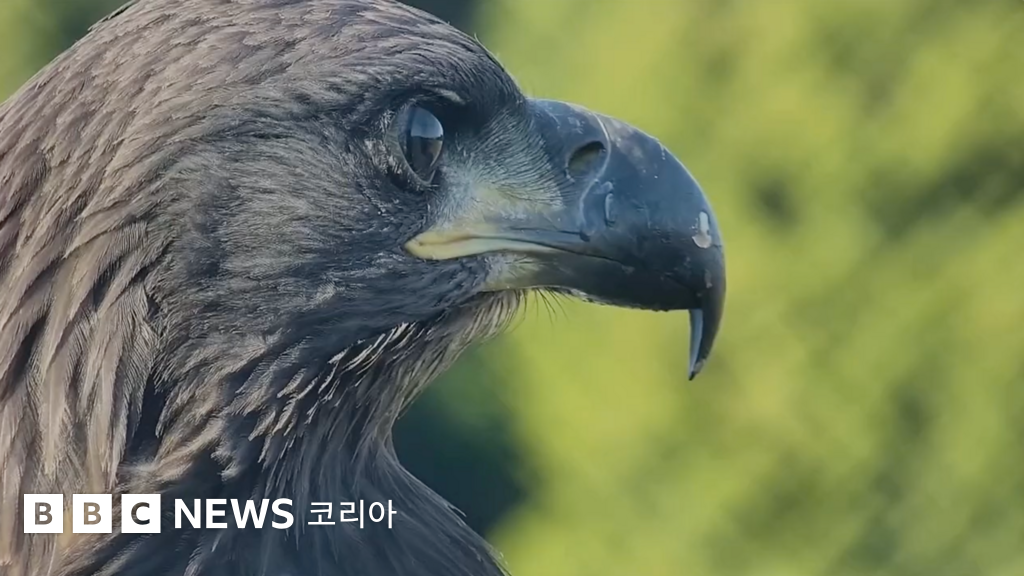하마스: 이스라엘이 전쟁에서 독수리를 활용하는 법 - BBC News 코리아