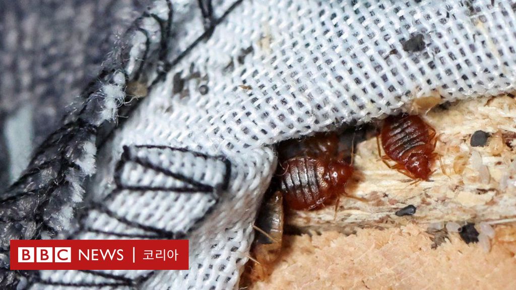 2024 파리올림픽 개최 앞두고 '베드버그 습격'에 비상 걸린 프랑스 - BBC News 코리아 2024 파리올림픽 개최 앞두고 '베드버그 습격'에 비상 걸린 프랑스 - Bbc News 코리아