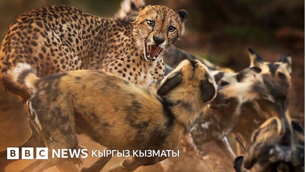 Санат бойынша барлық порно