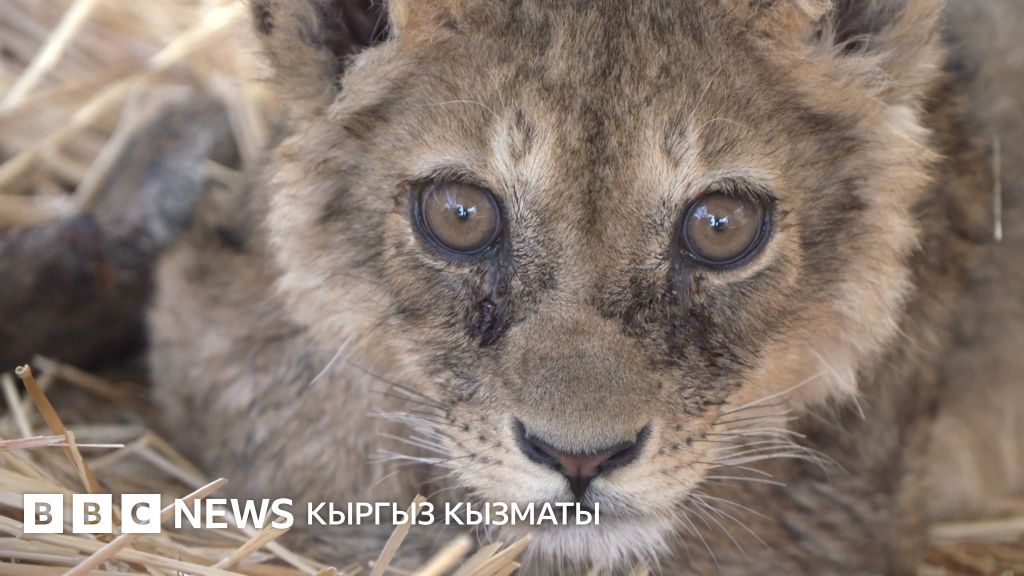 Шетелдіктермен секс-мультфильм Аққұбамен топтық секс