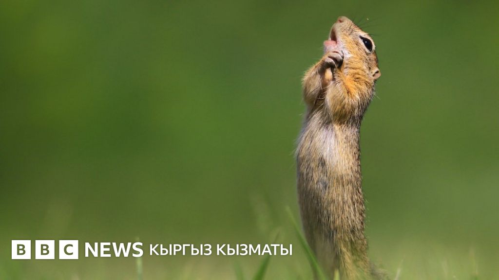Массаж, эротикалық массаж үшін