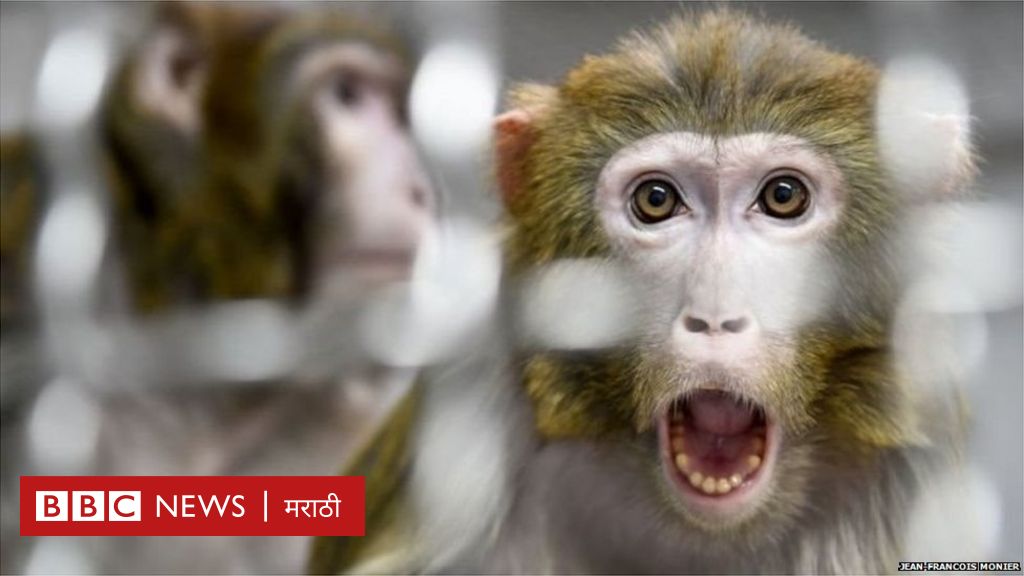 Monkey B Virus : हा विषाणू काय आहे? त्याची लक्षणं कोणती आणि उपाय काय ...