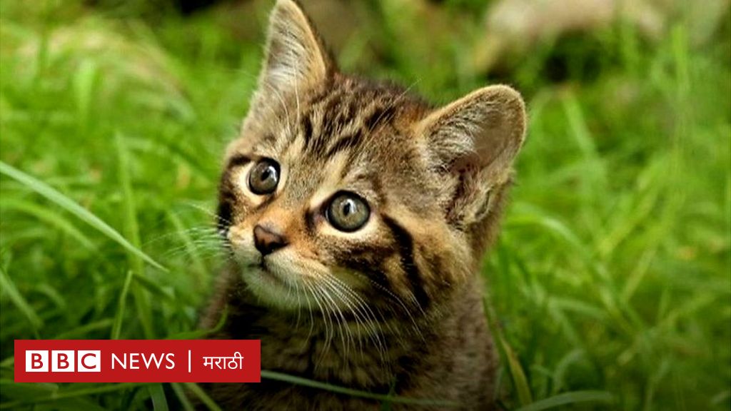जगात या प्रजातीच्या फक्त 35 मांजरी शिल्लक आहेत