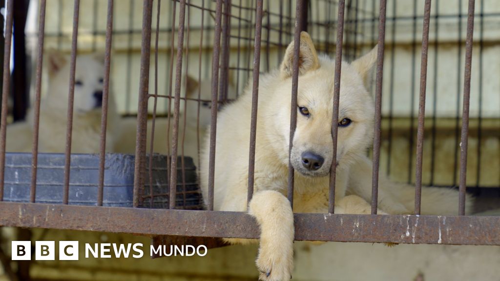 El dilema de Corea del Sur: ¿Qué hacer con medio millón de perros tras prohibición de su consumo?