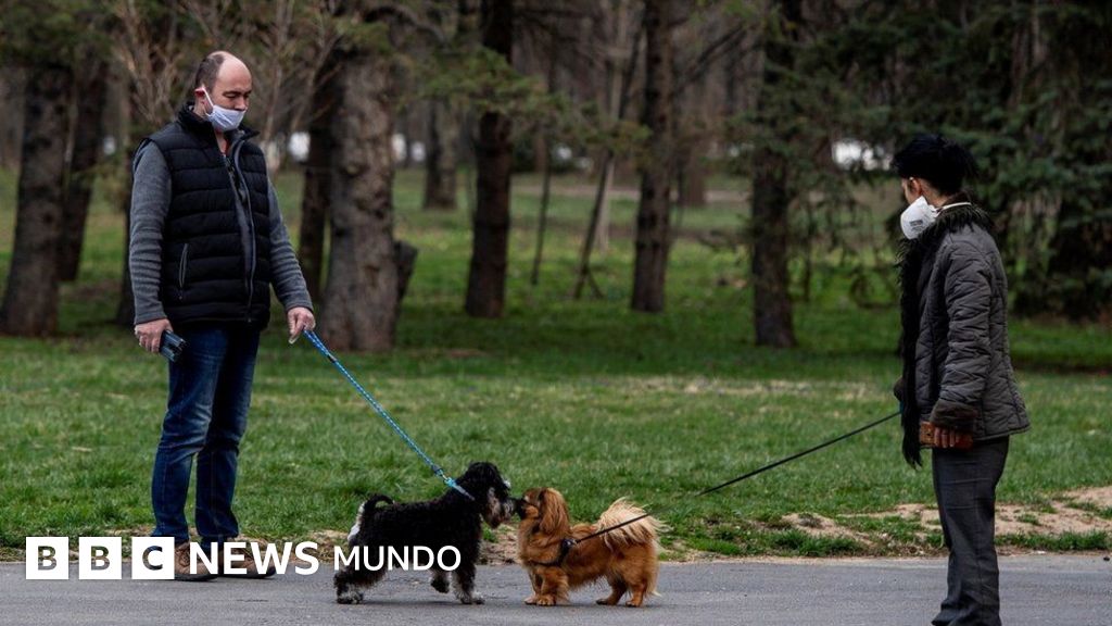 perro no quiere salir de casa