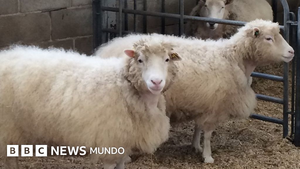 Las cuatro hermanas de la oveja Dolly que pueden ayudar a responder una