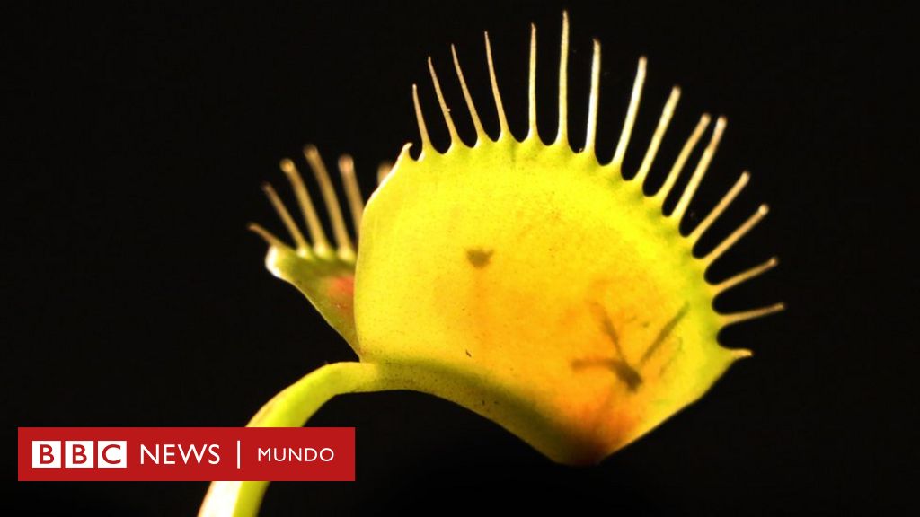 Las míticas plantas carnívoras asesinas que están en peligro de desaparecer (y el hombre que las intenta salvar) - BBC News Mundo Las míticas plantas carnívoras asesinas que están en peligro de desaparecer (y el hombre que las intenta salvar) - BBC News Mundo