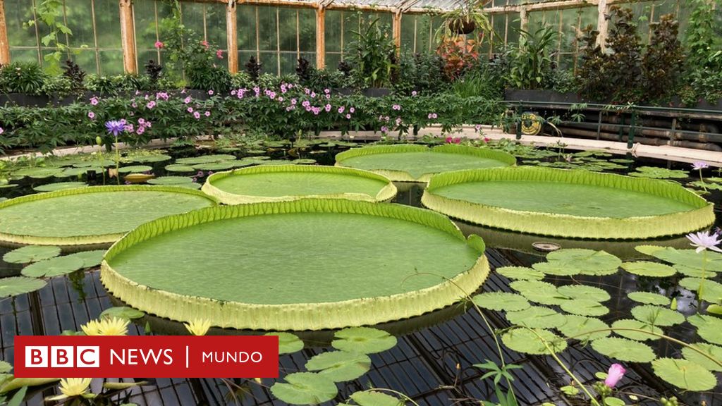 Bolivia’s Triumph: Giant Bolivia Water Lily Now Discovered by Scientists That Was ‘Hidden’ for 177 Years