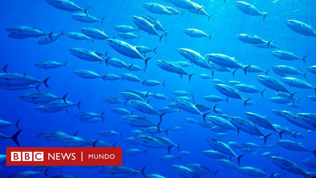 Atún rojo: cómo se salvó de la extinción el famoso pez usado en el sushi y el sashimi y por qué vuelve a estar en peligro