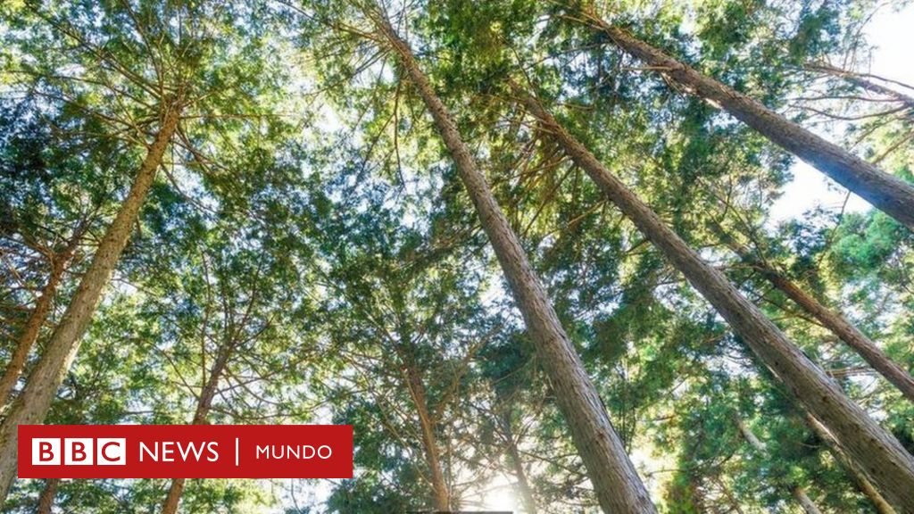 Los árboles centenarios de Japón que guardan en sus anillos el secreto de  2.600 años de cambios climáticos - BBC News Mundo