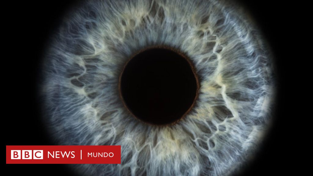 Los científicos que "revivieron" las células de la retina de un donante muerto